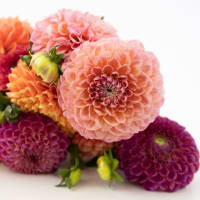Market Haul Dahlias - Soft Palette view 7