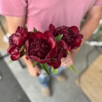 Red-Handed: 10 Peonies view 8