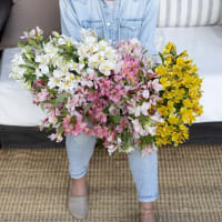 Big Box: Alstroemeria view 3