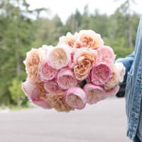 I Can't Believe They Aren't Peonies X 2! view 5