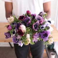 Specialty Field Trial Anemones: Cool Palette x 2! view 9
