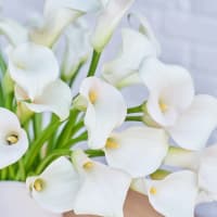 More White Callas view 2