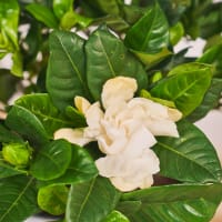 Avant Gardenia view 4