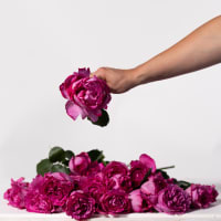 Mystery Box: Garden Roses x 2! view 4
