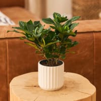 Avant Gardenia view 3