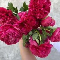 Red-Handed: 20 Peonies view 5
