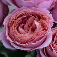 Mystery Box: Specialty Garden Roses! view 7