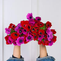 Mystery Box Anemones x3! view 8