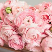 Christina's Favorite Specialty Ranunculus x2! view 5