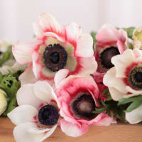 Specialty Field Trial Anemones: Warm Palette view 2