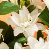 White Roselilies view 4
