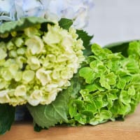 With Heart: Love Thy Neighbor Hydrangeas view 7