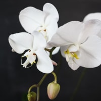Phal Safe view 3