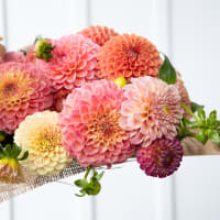Market Haul Dahlias - Soft Palette view 8