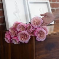 Mystery Box: Specialty Garden Roses! view 9