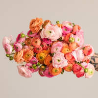 With Heart: Every Mother Counts Ranunculus - 60 stems! view 3