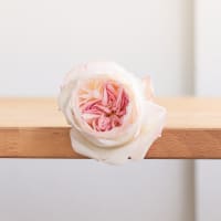 I Can't Believe They Aren't Peonies! view 4