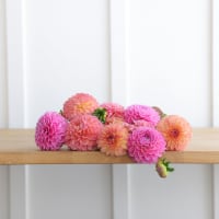Market Box Dahlias - Soft Palette view 7