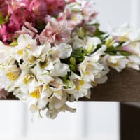 Big Box: Alstroemeria view 5
