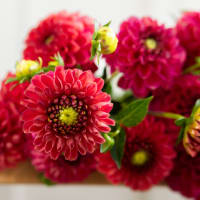 Market Haul Dahlias - Saturated Palette view 3
