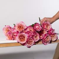 Mystery Box: Specialty Garden Roses! view 6