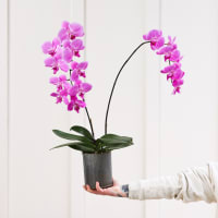 Epic Phal view 2