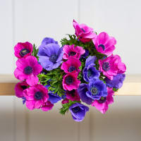 Mystery Box Anemones x 2! view 2