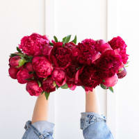 Red-Handed: 20 Peonies view 4
