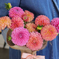 Market Box Dahlias - Soft Palette view 9
