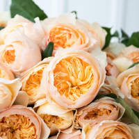 Big Box: Juliet Garden Roses view 6