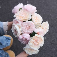I Can't Believe They Aren't Peonies! view 6