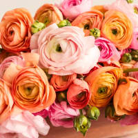 With Heart: Every Mother Counts Ranunculus - 60 stems! view 4