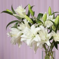 White Roselilies view 5