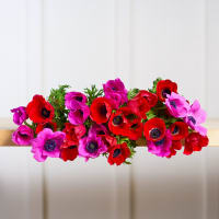 Mystery Box Anemones x 2! view 7
