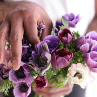 Specialty Field Trial Anemones: Cool Palette view 4