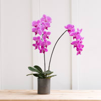 Epic Phal view 1