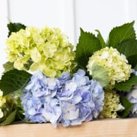 With Heart: Love Thy Neighbor Hydrangeas view 3