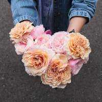 I Can't Believe They Aren't Peonies! view 3