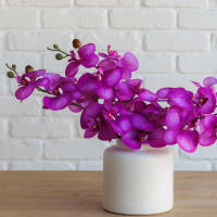 Back to the Fuchsia view 7