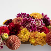 Market Haul Dahlias - Saturated Palette view 2