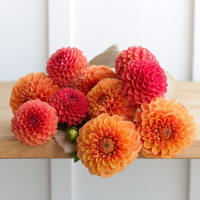 Market Box Dahlias - Saturated Palette view 1