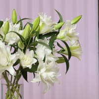 White Roselilies view 3
