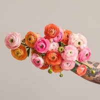 With Heart: Every Mother Counts Ranunculus - 20 stems! view 1