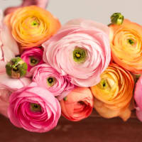 With Heart: Every Mother Counts Ranunculus - 20 stems! view 4
