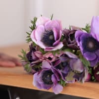 Specialty Field Trial Anemones: Cool Palette x 2! view 6