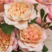 Mystery Box: Garden Roses! view 5