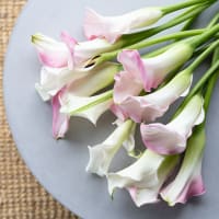 White Callas view 3