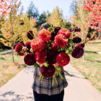 Market Haul Dahlias - Saturated Palette view 2