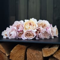 Christina's Favorite Garden Roses view 8