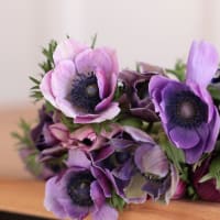 Specialty Field Trial Anemones: Cool Palette view 5